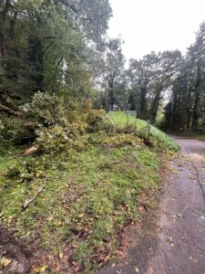 2025-10-04 Baum über Strasse