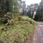 2025-10-04 Baum über Strasse