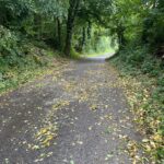 2025-10-04 Baum über Strasse