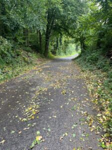 2025-10-04 Baum über Strasse